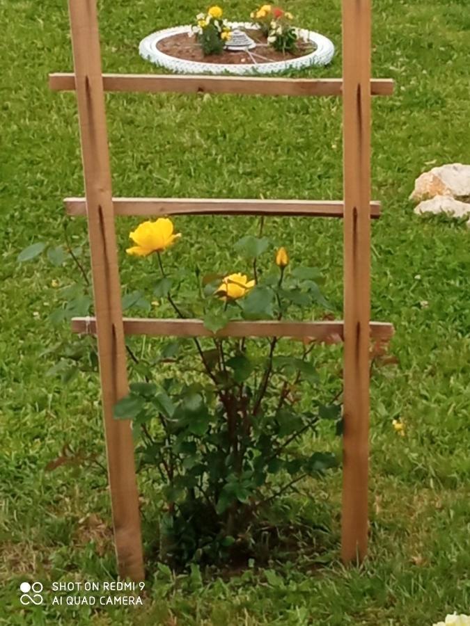 Yellow Rose Раковица Экстерьер фото
